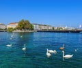 Swans on the Rhone river in Geneva, Switzerland Royalty Free Stock Photo