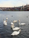 Swans on the river Drava in Maribor Royalty Free Stock Photo