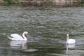 Swans on the river Eltz