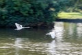 Swans on River Great Ouse in Bedford Royalty Free Stock Photo
