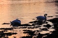 Swans on River Itchen