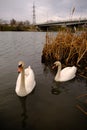 Swans on the river Royalty Free Stock Photo