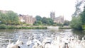 Swans on River severn feeding time Royalty Free Stock Photo