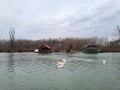 Swans in river Tamis,Pancevo,Srbija. Royalty Free Stock Photo