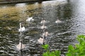 Swans, River Thet, Thetford, Norfolk, England, UK Royalty Free Stock Photo