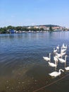 Swans on the river Vltava in Prague, capital city of Czech republic, near by Charles bridge Royalty Free Stock Photo