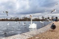 Swans at round pond in Hyde park, London Royalty Free Stock Photo