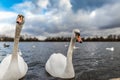 Swans at round pond in Hyde park, London Royalty Free Stock Photo