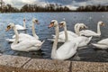 Swans at round pond in Hyde park, London Royalty Free Stock Photo