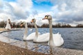 Swans at round pond in Hyde park, London Royalty Free Stock Photo