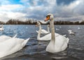 Swans at round pond in Hyde park, London Royalty Free Stock Photo