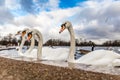 Swans at round pond in Hyde park, London Royalty Free Stock Photo