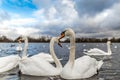 Swans at round pond in Hyde park, London Royalty Free Stock Photo