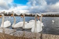 Swans at round pond in Hyde park, London Royalty Free Stock Photo