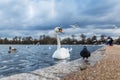 Swans at round pond in Hyde park, London Royalty Free Stock Photo