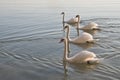 Swans In a Row Royalty Free Stock Photo