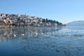 Swans in a row in melting icy water Royalty Free Stock Photo