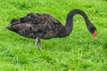 Swans in a Russian zoo. Royalty Free Stock Photo