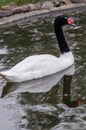 Swans in a Russian zoo. Royalty Free Stock Photo