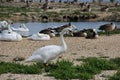 Swans At The Sanctuary, Abbotsbury, UK