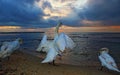 Swans at sandy beach against dramatic sunrise sky Royalty Free Stock Photo