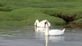 SWANS SCOTLAND 100 IPS HD