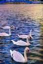 Swans at sea