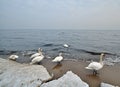 Swans on seacoast Royalty Free Stock Photo