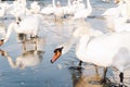 Swans and seagulls on the Baltic sea in winter, spot city Poland. Many seabirds, gulls and a swan, eat near the shore. Many birds