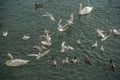 Swans seagulls and ducks in a river Royalty Free Stock Photo