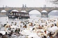 Swans and Seagulls in Vltava River in Prague in Winter, Boat in Background Royalty Free Stock Photo