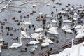 Swans and Seagulls in Vltava River in Prague in Winter Royalty Free Stock Photo