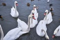 Swans Royalty Free Stock Photo