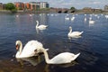 Swans on Shannon rive