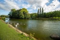 Swans on shores of lake, Birmingham, England