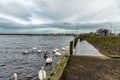 Swans,Signets & the busy Irvine harbour on the West Coast of Scotland.