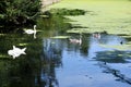 Swans, Signets and Coots, Audley End House, Garden and Lake, Saffron Walden, Essex, England.