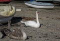 Swans and signets Saltash Cornwall England UK