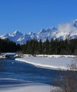 Swans in Snake River in front of Grand Tetons Mountain Peaks in Grand Tetons National Park in Wyoming Royalty Free Stock Photo