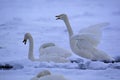 Swans In Snowscape