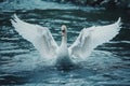 Generative Ai, swans splashing in the lake, flapping their wide wings adding a charming and beautiful impression