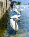 Swans at st.ives,cambridgeshire