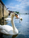 Swans at st. ives, cambridgeshire 3 Royalty Free Stock Photo