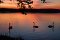 Swans, sunset Royalty Free Stock Photo