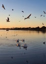 Swans in the Sunset at Mudeford Quay Royalty Free Stock Photo