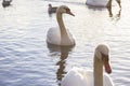 Swans at sunset Royalty Free Stock Photo