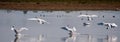 Swans, swan, lakes, rivers, pond, fish, bird migrations, bird feeding, mating season, egg laying, water, wind, water ripples