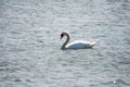 Swans, swan, lakes, rivers, pond, fish, bird migrations, bird feeding, mating season, egg laying, water, wind, water ripples