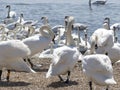 Swans at the swannery waiting for feeding time Royalty Free Stock Photo