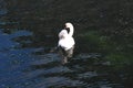 Swans swim in copenhagen canal in Copenhagen Denmark Royalty Free Stock Photo